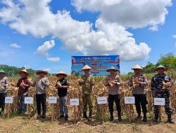 Panen Raya Jagung di Tanah Laut, Wakapolda Kalsel Yakin Produksi Petani Terus Meningkat