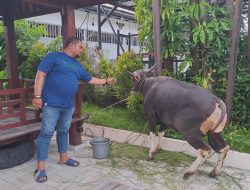 Jelang Pemotongan Hewan Qurban, KERABAT Kalsel Ajak Tebar Keikhlasan dan Kepedulian