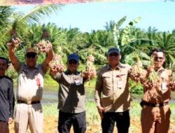 Bawang Merah Lokal Siap Kuasai Pasar, Panen Perdana Tala Tembus 14 Ton per Hektare